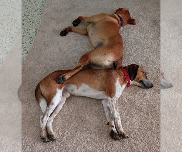 Medium Photo #5 Beagle-Unknown Mix Puppy For Sale in Dunnellon, FL, USA