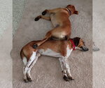 Small #4 Beagle Mix