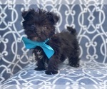 Small Photo #2 YorkiePoo Puppy For Sale in LAKELAND, FL, USA