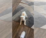 Small #12 Maltipoo
