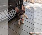Small #1 Mutt