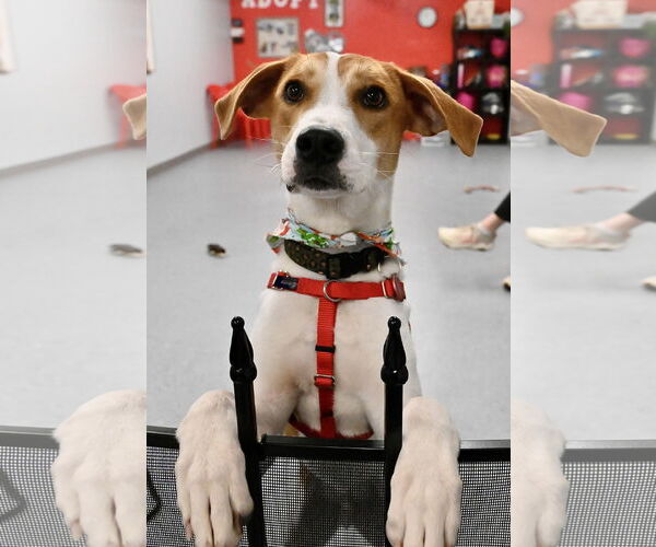 Medium Photo #1 Mutt Puppy For Sale in Wakefield, RI, USA