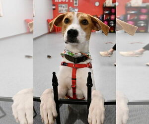 Mutt Dogs for adoption in Wakefield, RI, USA