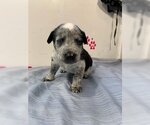 Small Photo #2 Border Collie-Unknown Mix Puppy For Sale in Paso Robles, CA, USA