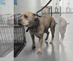 Small #1 Mutt