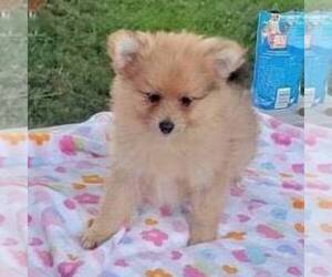 Pomeranian Puppy for sale in JOHNSTOWN, NE, USA