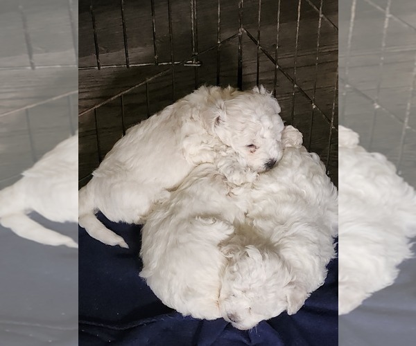 Medium Photo #1 Bichon Frise Puppy For Sale in CLOVER, VA, USA
