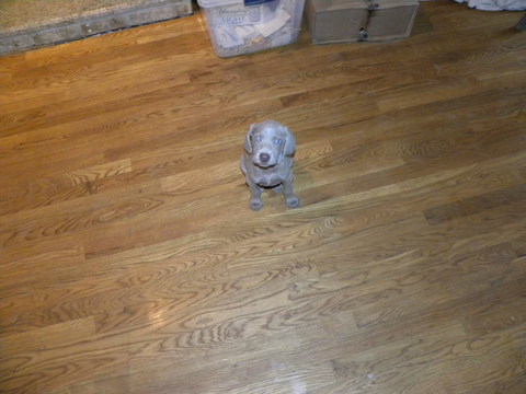 Medium Photo #1 Weimaraner Puppy For Sale in GROVE CITY, OH, USA