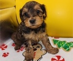 Puppy Puppy 3 YorkiePoo