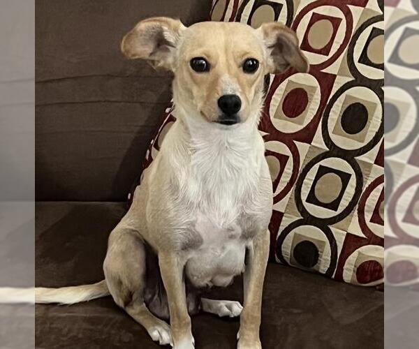 Medium Photo #12 Chihuahua Puppy For Sale in San Diego, CA, USA
