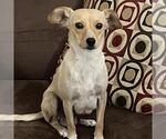Small #11 Chihuahua