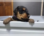 Small Photo #2 Airedale Terrier Puppy For Sale in TONGANOXIE, KS, USA