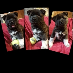 Akita Puppy for sale in CHESAPEAKE, VA, USA
