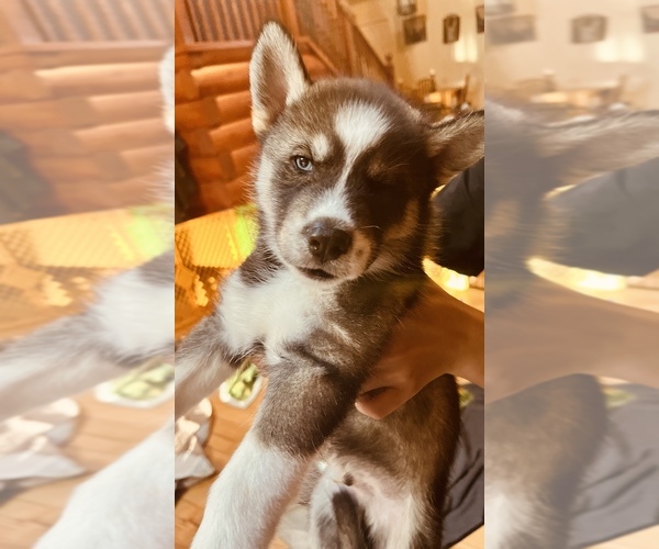 Medium Photo #31 Siberian Husky Puppy For Sale in CLERMONT, FL, USA