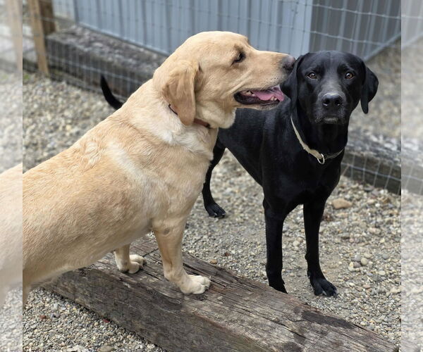 Medium Photo #2 Mutt Puppy For Sale in Woodsfield, OH, USA