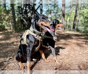 Doberman Pinscher Puppy for sale in HATTIESBURG, MS, USA