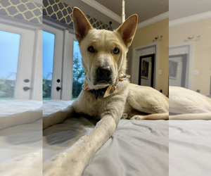 Unknown-white german shepherd Mix Dogs for adoption in Hoffman Estates, IL, USA
