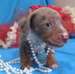 Small Photo #2 Dachshund Puppy For Sale in FOYIL, OK, USA