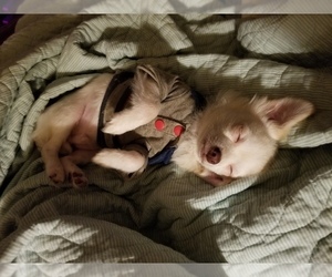 Father of the Chihuahua puppies born on 06/07/2019