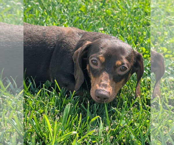 Medium Photo #2 Dachshund Puppy For Sale in Shelbyville, TN, USA