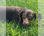 Small #1 Dachshund