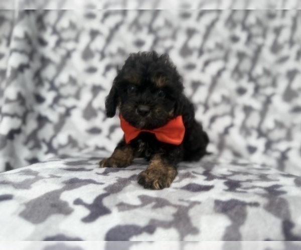 Medium Photo #2 Cavapoo (Miniature) Puppy For Sale in LAKELAND, FL, USA