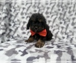 Small #1 Cavapoo (Miniature)