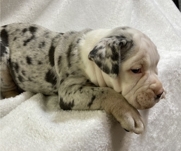 Medium Photo #35 Olde English Bulldogge Puppy For Sale in CHETEK, WI, USA