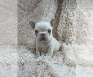 French Bulldog Puppy for sale in SACRAMENTO, CA, USA