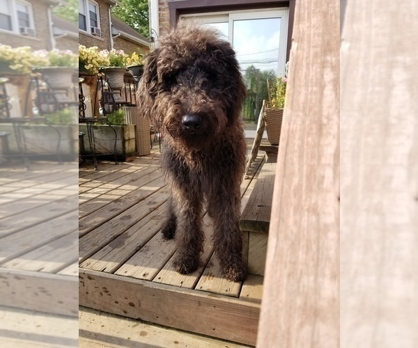 Medium Photo #4 Labradoodle Puppy For Sale in CHICAGO, IL, USA