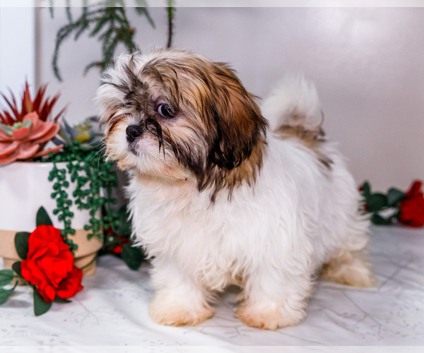 Medium Photo #36 Shih Tzu Puppy For Sale in WAKARUSA, IN, USA