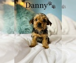 Small Photo #11 Yorkshire Terrier Puppy For Sale in COOKEVILLE, TN, USA
