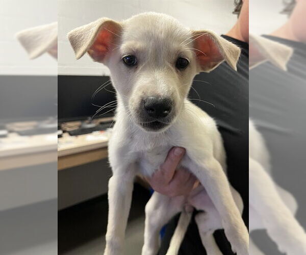 Medium Photo #1 Labrador Retriever-Unknown Mix Puppy For Sale in Corpus Christi, TX, USA