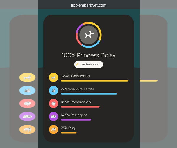 Medium Photo #3 Chihuahua-Unknown Mix Puppy For Sale in MIDWAY, UT, USA