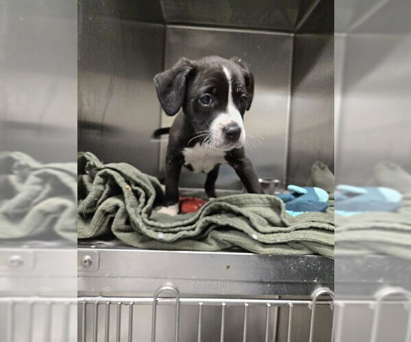 Medium Photo #1 Labrador Retriever-Unknown Mix Puppy For Sale in Fayetteville, NC, USA