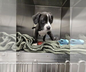 Labrador Retriever-Unknown Mix Dogs for adoption in Fayetteville, NC, USA