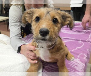 Mutt Dogs for adoption in Martinez, CA, USA