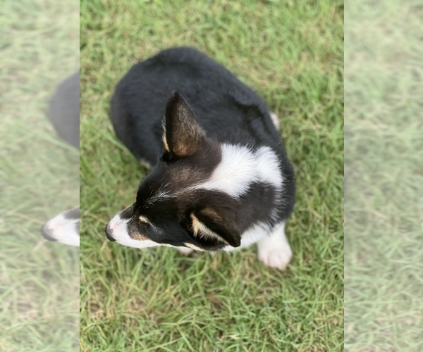Medium Photo #2 Pembroke Welsh Corgi Puppy For Sale in COMANCHE, TX, USA