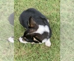 Small #1 Pembroke Welsh Corgi