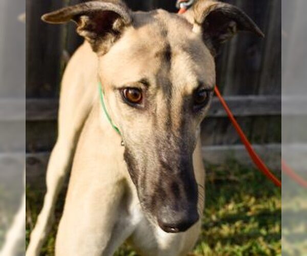 Medium Photo #1 Greyhound Puppy For Sale in Grandville, MI, USA