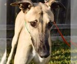 Small Greyhound