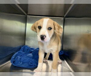 American Staffordshire Terrier-Unknown Mix Dogs for adoption in Grand Prairie, TX, USA