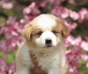 Medium Australian Shepherd