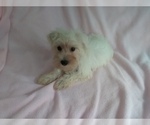 Small Photo #2 Schnauzer (Miniature) Puppy For Sale in LAUREL, MS, USA
