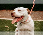 Small #21 American Staffordshire Terrier Mix