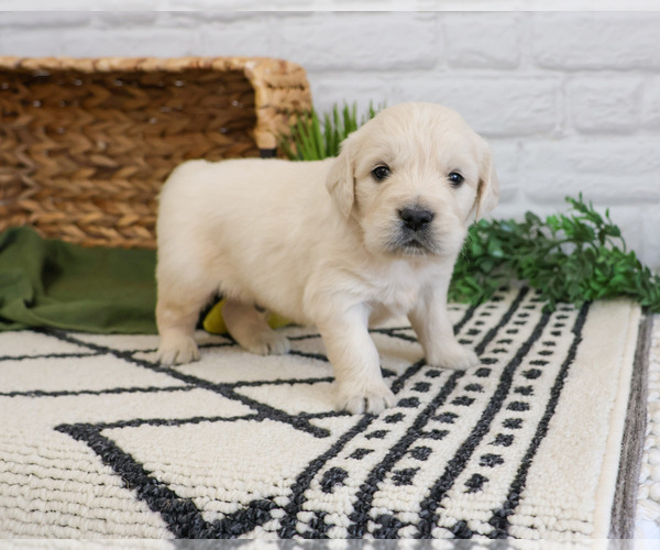 Medium Photo #2 English Cream Golden Retriever Puppy For Sale in SYRACUSE, IN, USA