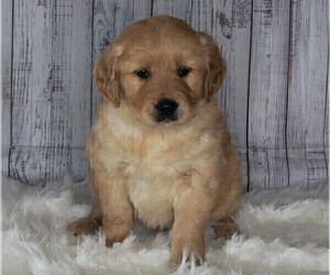 English Cream Golden Retriever-Goldendoodle Mix Puppy for sale in FREDERICKSBURG, OH, USA