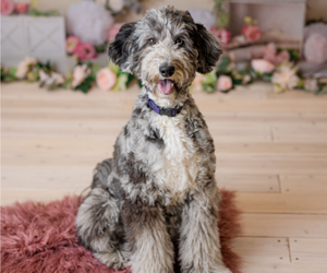 Mother of the Goldendoodle-Sheepadoodle Mix puppies born on 05/15/2025
