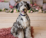 Small Photo #1 Goldendoodle-Sheepadoodle Mix Puppy For Sale in FERNLEY, NV, USA