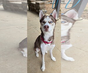 Siberian Husky Dogs for adoption in Estherville, IA, USA